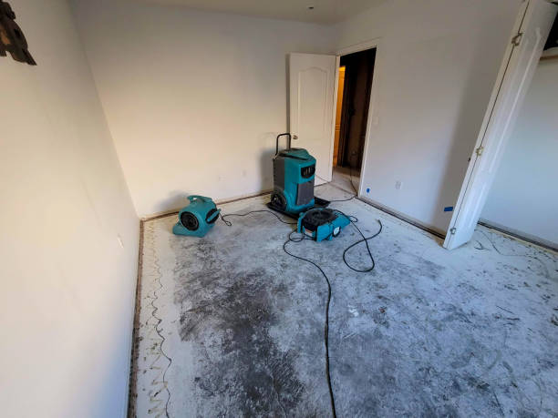 Best Local water damage restoration  in Ignacio, CO