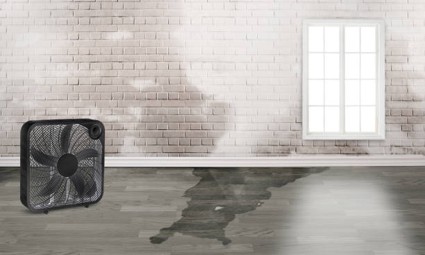 Best Ceiling water damage repair  in Ignacio, CO
